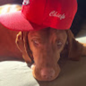 Meet your Posher, Owen